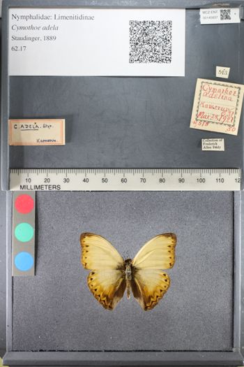 Media type: image;   Entomology 145837